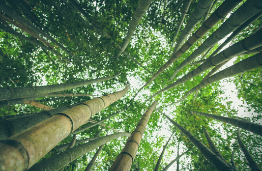 Is Bamboo Good for Cutting Boards?